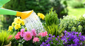 Bukan Sekadar Mengguyur, Begini Cara Menyiram Tanaman yang Tepat