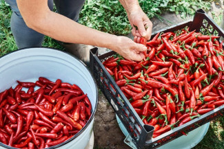 Pemda Jateng Beri Bantuan Petani Cabai dan Pelatihan UMKM Go Digital