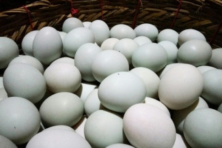 Telur Bebek Bersih, Peternak Ini Panen 55.000 Butir per Pekan