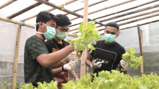 Milenial Kembangkan Sayuran Hidroponik, Jadi Solusi saat Pandemi