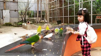 Palembang Bird Park Bisa Beri Makan Burung hingga Naik Kuda Poni