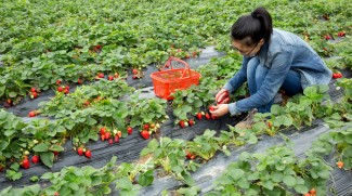 Desa Wisata Alamendah, Tawarkan Berbagai Kegiatan Agrowisata