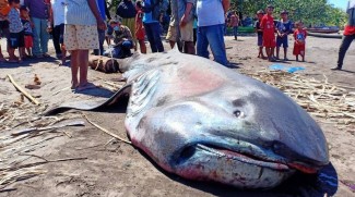 KKP Temukan Megafauna Langka Terdampar di NTT