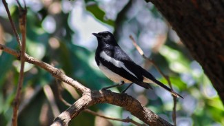 Berawal dari Hobi, Muslim Asal Boyolali Kini Bisnis Sekolah Murai Batu