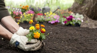 Jangan Biarkan Tanaman  Kesayangan Stress, Begini Kiatnya