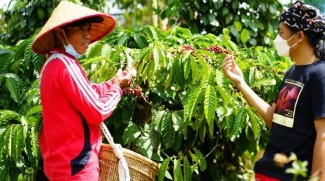 Menikmati Agrowisata Kampung Kopi Rigis