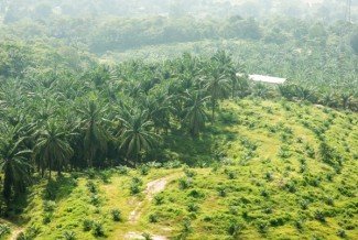 Uni Eropa Kampanye Zero Emisi, GAPKI: Lahan hanya 8 Persen untuk Sawit