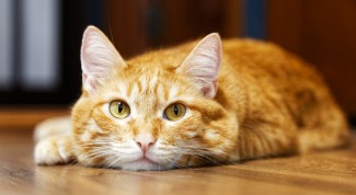 Antara Irfan Hakim, Oyen Si Pus, dan Keutamaan Pelihara Hewan