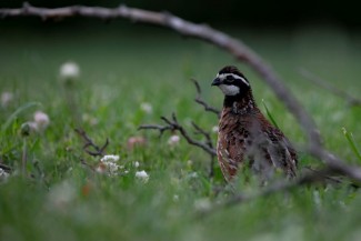 Mantan Jurnalis Alih Profesi, Kini Sukses Beternak Burung Puyuh Skala Rumahan