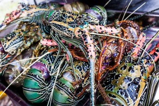 Berawal dari Lemari Plastik, Muslim Ini Punya 2200 Mitra Budi Daya Lobster Air Tawar