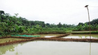 Kelompok Petani Banyumas Garap Lahan Jadi Kolam setelah Panen