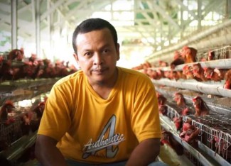 Kelola 6 Ribu Ekor Ayam Petelur, Muslim Ini Hasilkan Omzet Rp6 Juta Sehari