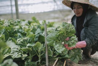 Kitchen Gardening Tren Masa Pandemi yang Menghemat Bujet Bulanan