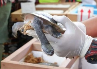 Terancam Punah, 13 Kura-kura Leher Ular Dikembalikan ke Rote dari Singapura