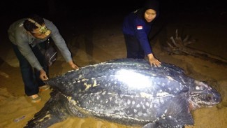Fenomena Langka, Penyu Terbesar di Dunia Muncul di Pantai Paloh