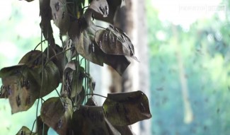 Budi Daya Maggot BSF, Modal Sampah Bisa Panen Besar