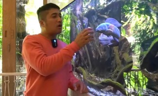 Cantik dan Gahar, Kombinasi Ikan Predator Tambah Keindahan Dekorasi Rumah