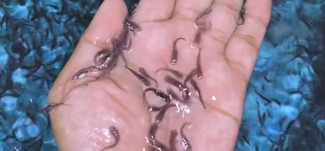 Budi Daya Ikan Patin, Hasilkan Omzet Hingga Rp15 Juta per Bulan