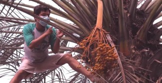 Panen Kurma di Bekasi, Prospek Bisnis Menguntungkan