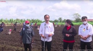 Jokowi Minta Produktivitas Pertanian di Papua Barat Ditingkatkan