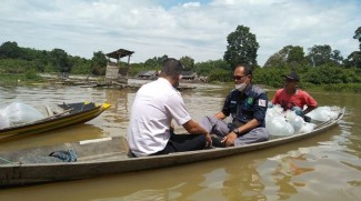 Jaga Ekosistem, 25.000 Benih Ikan Jelawat Ditebar di Sungai Pengumbak