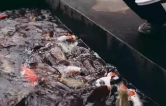 Jual Motor untuk Usaha, Muslim Ini Sukses Jadi Pebudi Daya Ikan Koi