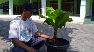 5  Masjid di Semarang Jadi Pilot Project Pengembangan Pisang Cavendish