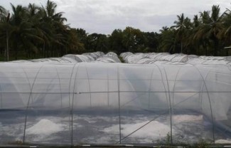 Inovasi Kampung Garam di Desa Mirit Kebumen, Berdayakan Banyak Warga Sekitar