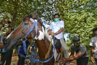 Menikmati Keindahan Desa Wisata Alam Gosari di Gresik dengan Tunggangi Kuda