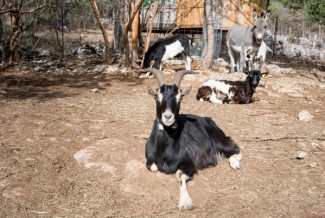 Sempat Gagal, Muslim Ini Sukses Ternak Kambing Etawa hingga Juarai Kontes