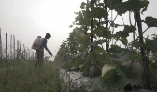 Rifan Nurdiansyah, Petani Milenial Sukses Ajak Anak Muda Garap Sektor Pertanian