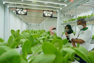 PLN Dukung Program Container Farming Pertama di Ibu Kota, Percepat Masa Tanam Hidroponik