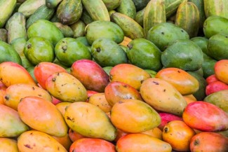 Mangga Kasturi, Buah Endemik dan Langka dari Kalimantan Selatan