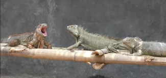 Prospek Bisnis Menjanjikan dari Budi Daya Hewan Reptil