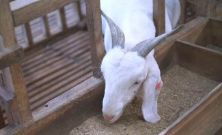 Tulus dalam Beternak, Kini Punya 500 Ekor Domba