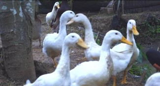 Iseng Beli karena Pandemi, Kini Sukses Kembangkan Peternakan Bebek