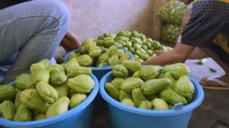 Nikmati Kegagalan, Malah Sukses Kembangkan Bisnis Pertanian