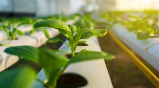Konsep Hidroponik Jadi Solusi atas Keterbatasan Lahan
