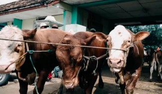 Berawal dari Ngarit, Kini Sukses Kembangkan Pakan Konsentrat Ternak