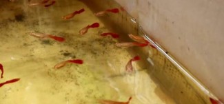 Iseng Turuti Kemauan Anak, Malah Sukses Kembangkan Budi Daya Ikan Guppy