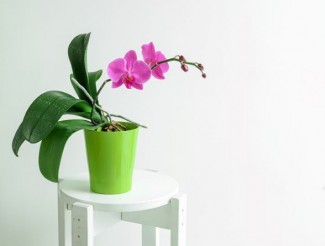 Nggak Ribet, Ini 5 Cara Mudah Anggrek Ngengat Kembali Berbunga