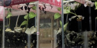 Kuliah Sambil Berwirausaha, Mahasiswa Kediri Ini Sukses Budi Daya Guppy