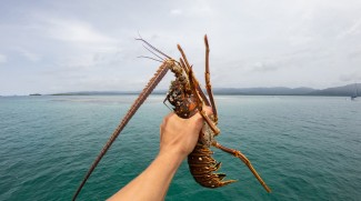 KKP Berhasil Kembangkan Teknologi Budidaya Lobster