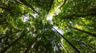 Tanggapi Menteri LHK Soal Deforestasi, Anggota DPR Ingatkan Fungsi Hutan