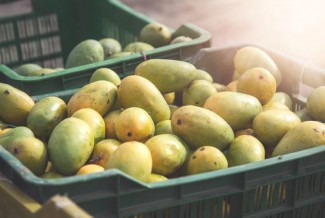 Masuk Musim Mangga, Berikut 10 Fakta Menarik Buah Tropis Ini