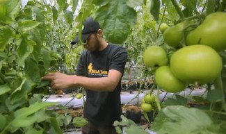 Terapkan Kemajuan Teknologi, Petani Sayur di Lembang Berkembang Pesat