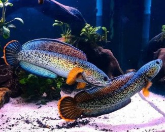 Sedang Naik Daun, Ini Prospek Bisnis Menjanjikan dari Ikan Channa