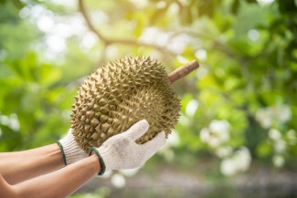 Santri Ini Sukses Bisnis Durian, Bisa Jual 15 Ton dalam Sebulan