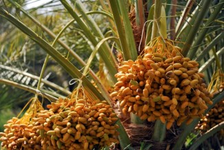 Superfood dan Perubahan Paradigma Masyarakat terhadap Pangan