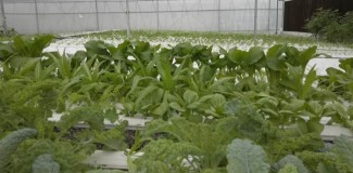 Kawinkan Inovasi dan Teknologi, Sukses Kembangkan Pertanian Hidroponik